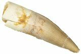 Juvenile Fossil Spinosaurus Tooth - Real Dinosaur Tooth #298358-1